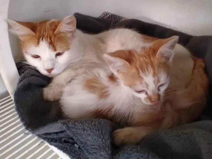 Gato raça  idade  nome Brisa e Garfield 