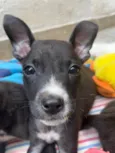 Cachorro raça SRD idade 2 a 6 meses nome Sem Nome
