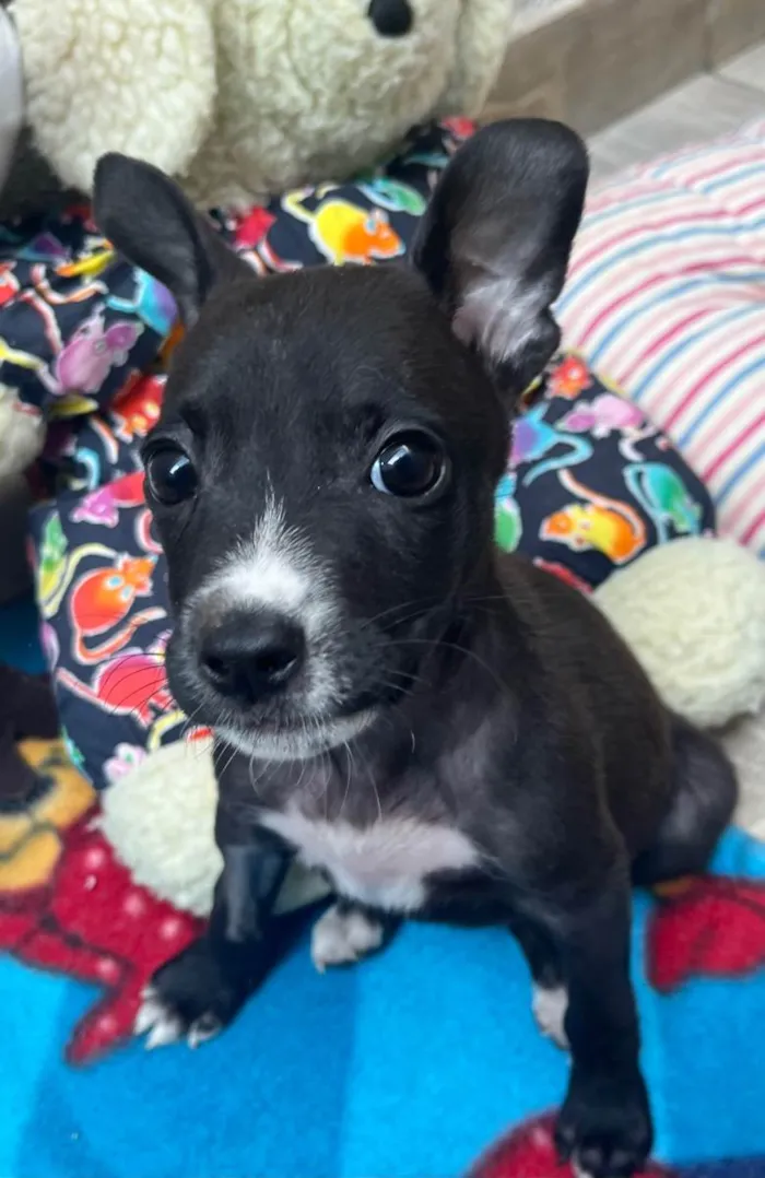 Cachorro raça SRD idade 2 a 6 meses nome Sem Nome