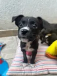 Cachorro raça SRD idade 2 a 6 meses nome Sem Nome