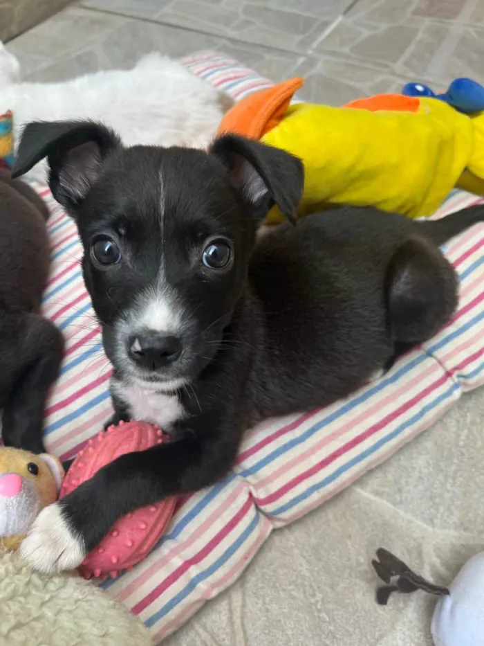 Cachorro raça SRD idade 2 a 6 meses nome Sem Nome