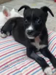 Cachorro raça SRD idade 2 a 6 meses nome Sem Nome