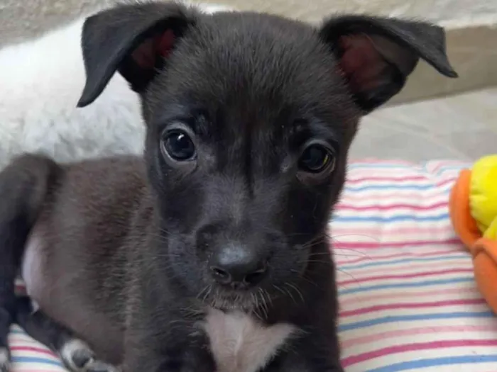 Cachorro raça SRD idade 2 a 6 meses nome Sem Nome