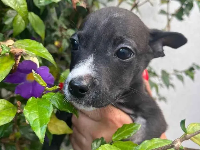 Cachorro raça SRD idade 2 a 6 meses nome Sem Nome