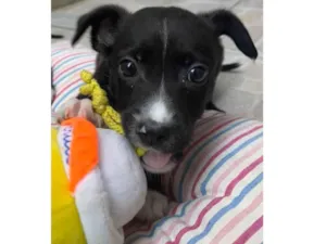 Cachorro raça SRD idade 2 a 6 meses nome Sem Nome