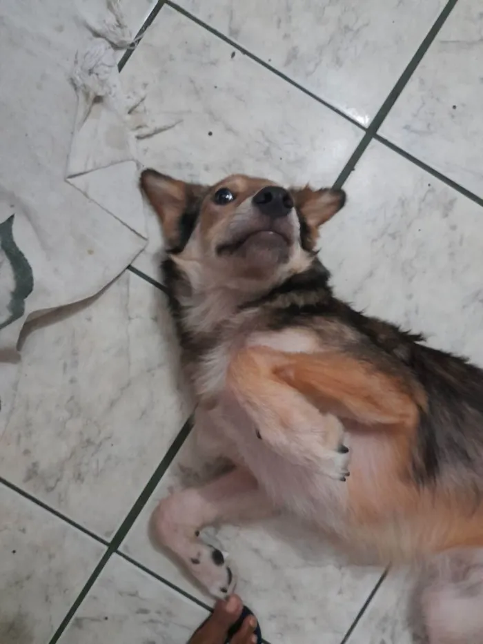 Cachorro ra a Sem Raça definidade  idade 1 ano nome Luigi