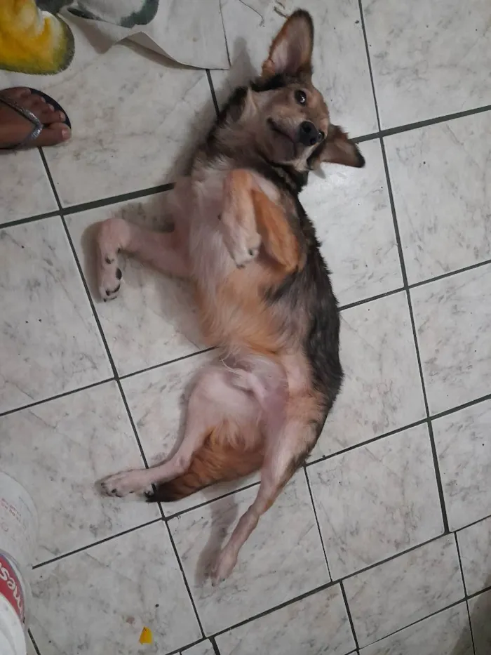 Cachorro ra a Sem Raça definidade  idade 1 ano nome Luigi