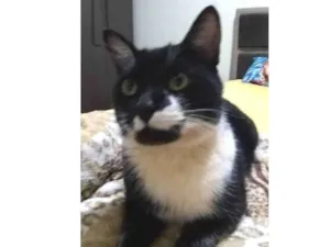 Gato raça Frajola idade 7 a 11 meses nome Sem Nome