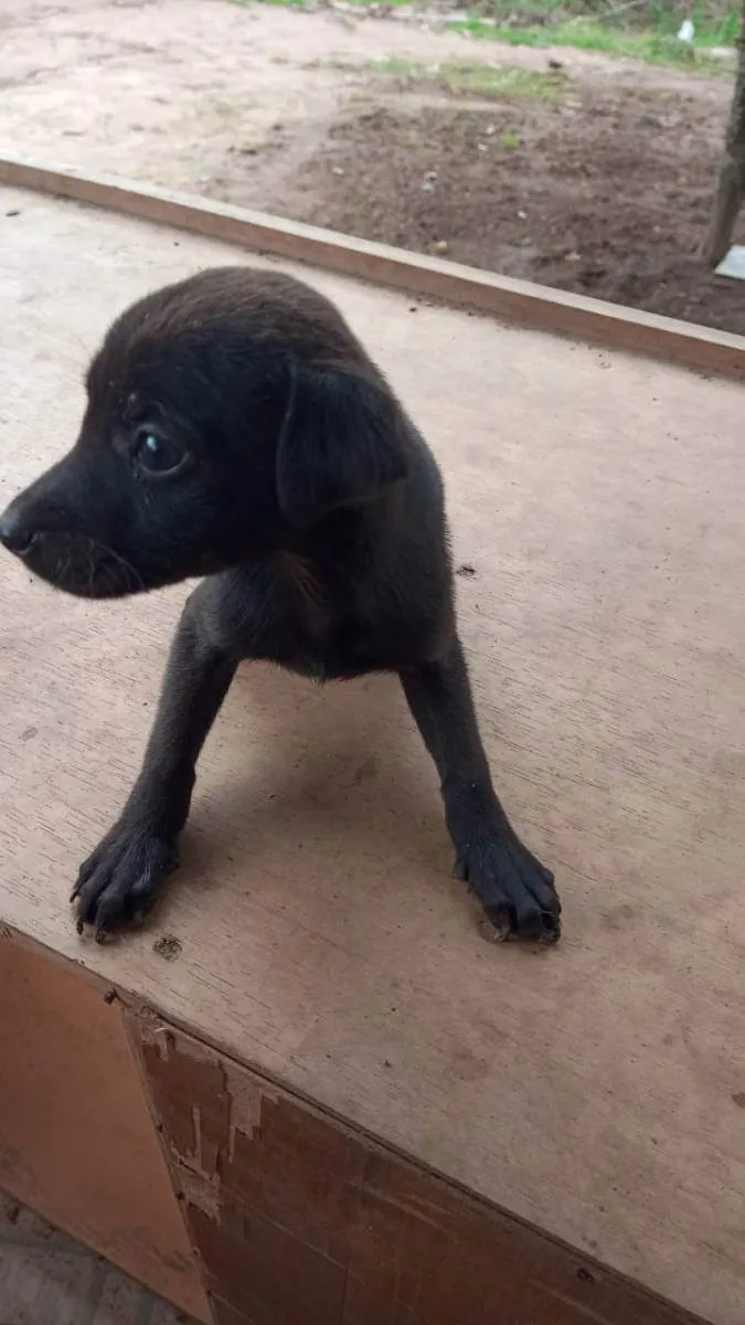 Cachorro ra a Vira lata  idade Abaixo de 2 meses nome Sem nome 