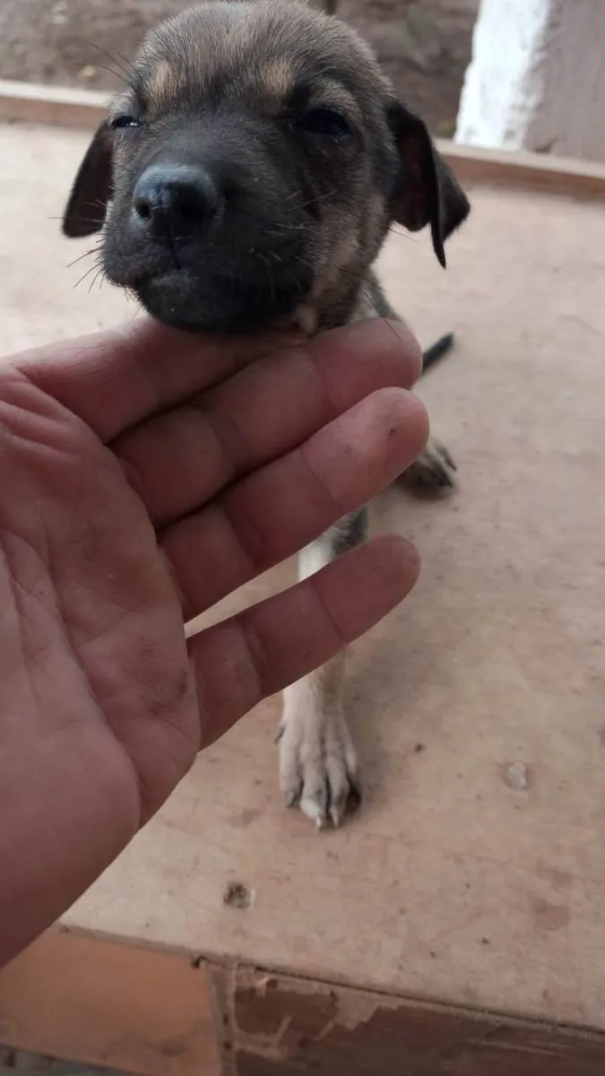 Cachorro ra a Vira lata  idade Abaixo de 2 meses nome Sem nome 