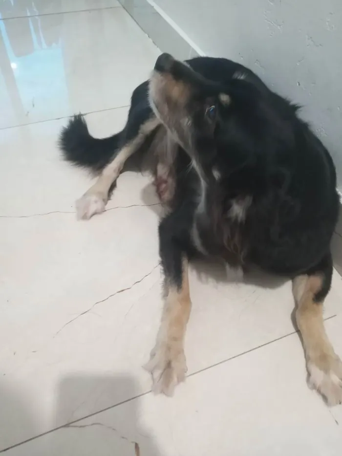 Cachorro ra a Vira lata idade 5 anos nome Laura