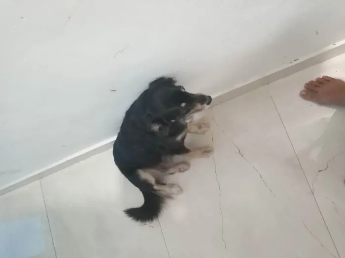 Cachorro ra a Vira lata idade 5 anos nome Laura