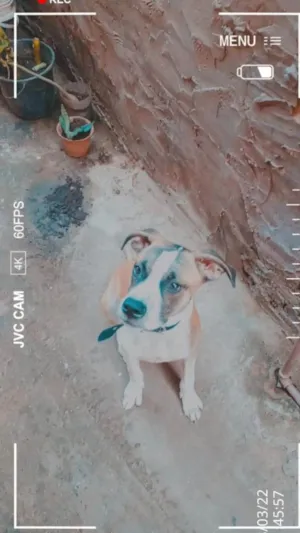 Cachorro raça Não definida  idade 2 a 6 meses nome Rocky