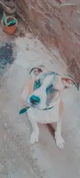 Rocky