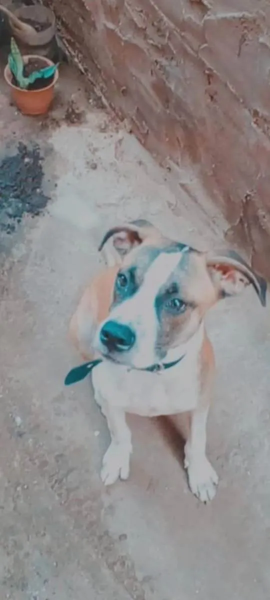 Cachorro raça Não definida  idade 2 a 6 meses nome Rocky