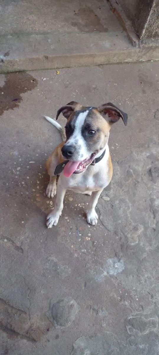 Cachorro raça Não definida  idade 2 a 6 meses nome Rocky