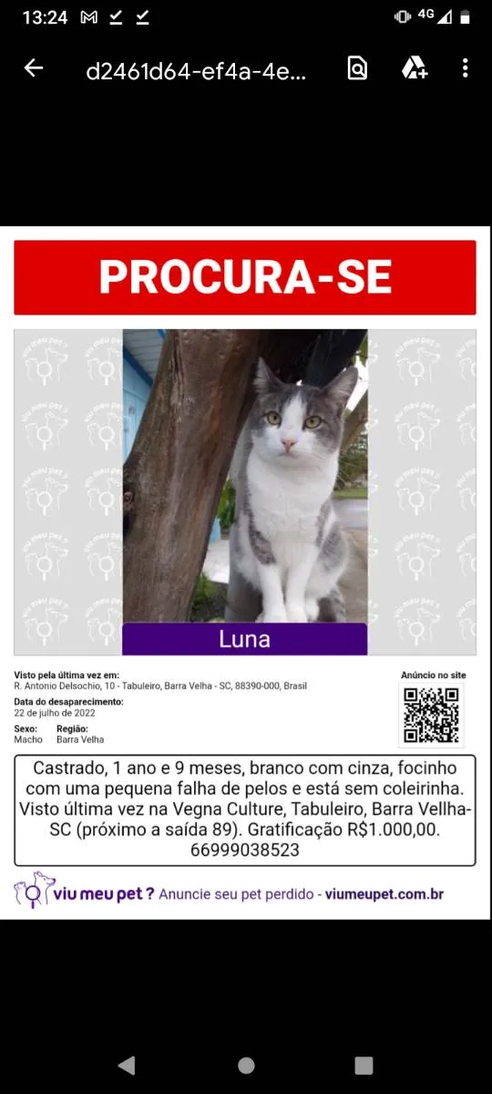 Gato ra a  idade 2 anos nome Luna