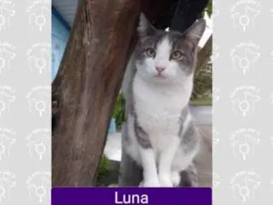 Gato raça  idade 2 anos nome Luna