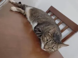 Gato raça SRD idade 5 anos nome Tigresa 