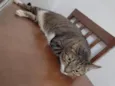 Tigresa