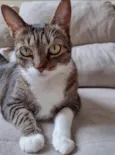 Tigresa