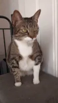 Tigresa