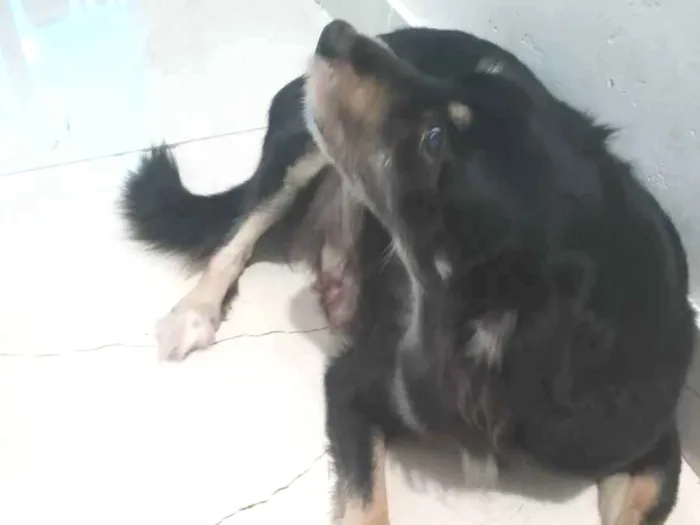 Cachorro ra a Vira lata idade 5 anos nome Laura