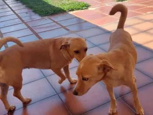 Cachorro raça SRD idade 7 a 11 meses nome Fofinhas