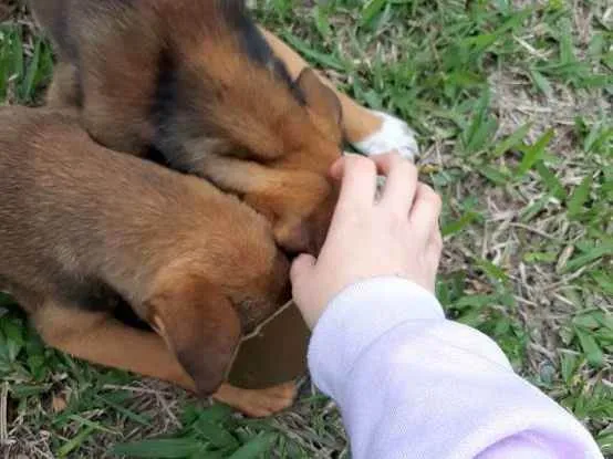 Cachorro ra a Vira lata idade 2 a 6 meses nome Sem Nome