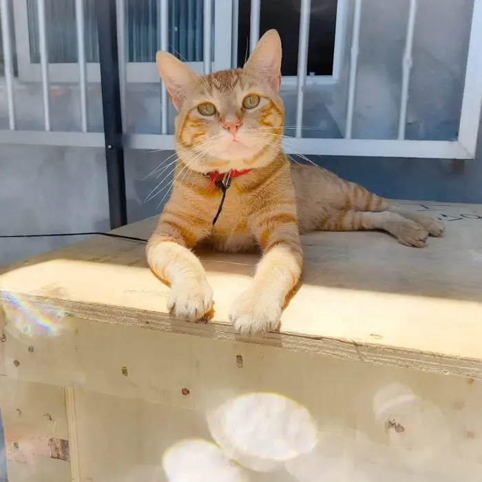 Gato ra a  idade 2 anos nome Não sei 