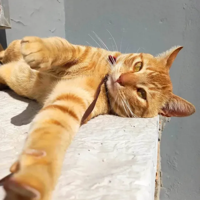 Gato ra a  idade 2 anos nome Não sei 