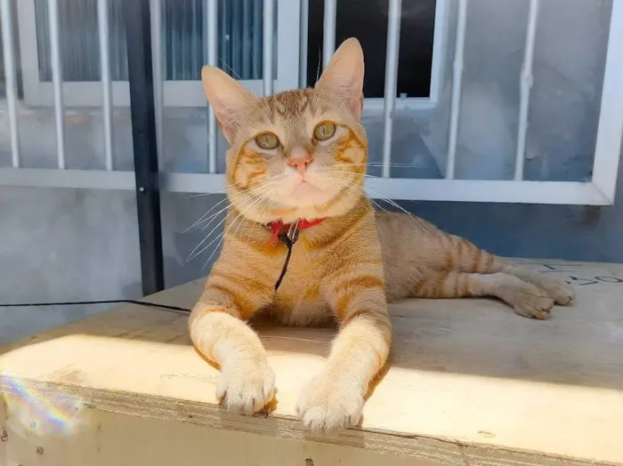 Gato ra a  idade 2 anos nome Não sei 