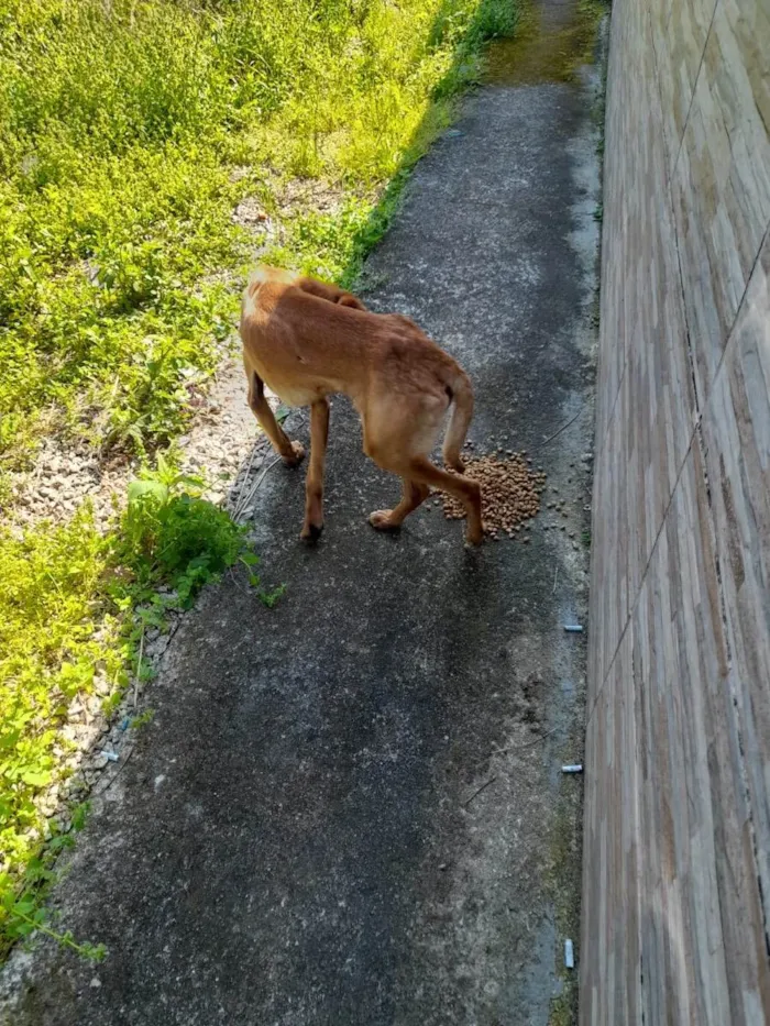 Cachorro ra a  idade 7 a 11 meses nome Não sei 
