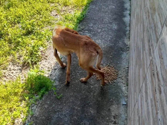 Cachorro ra a  idade 7 a 11 meses nome Não sei 
