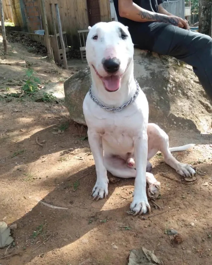 Cachorro ra a Bull terrier idade 2 anos nome Não sei 