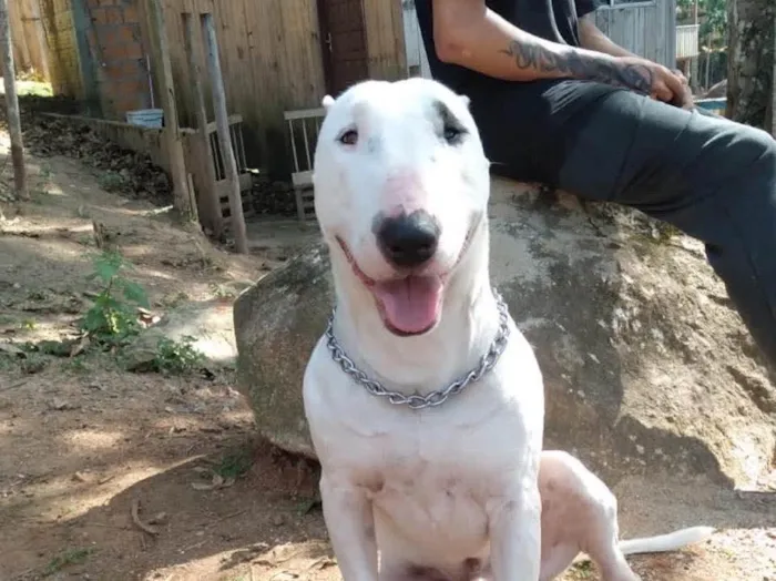 Cachorro ra a Bull terrier idade 2 anos nome Não sei 
