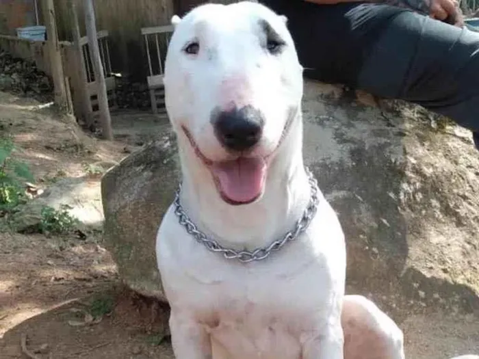 Cachorro ra a Bull terrier idade 2 anos nome Não sei 