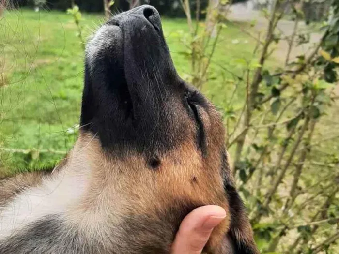 Cachorro ra a Vira lata idade 2 a 6 meses nome Sem Nome