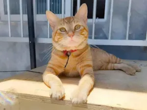 Gato raça  idade 2 anos nome Não sei 