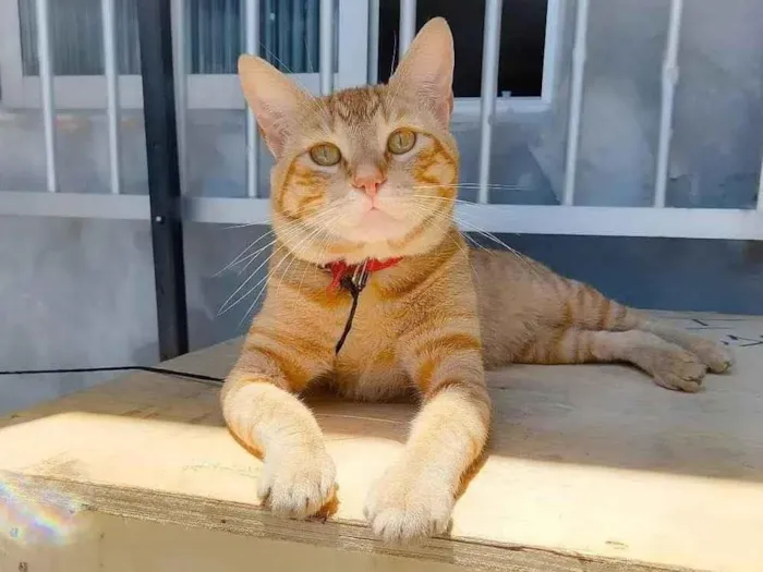 Gato ra a  idade 2 anos nome Não sei 