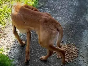 Cachorro raça  idade 7 a 11 meses nome Não sei 