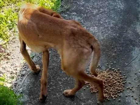 Cachorro ra a  idade 7 a 11 meses nome Não sei 