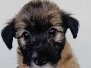 Cachorro raça Vira-lata idade Abaixo de 2 meses nome Peludinhos
