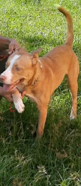 Cachorro ra a Pitbull idade 1 ano nome Hugo