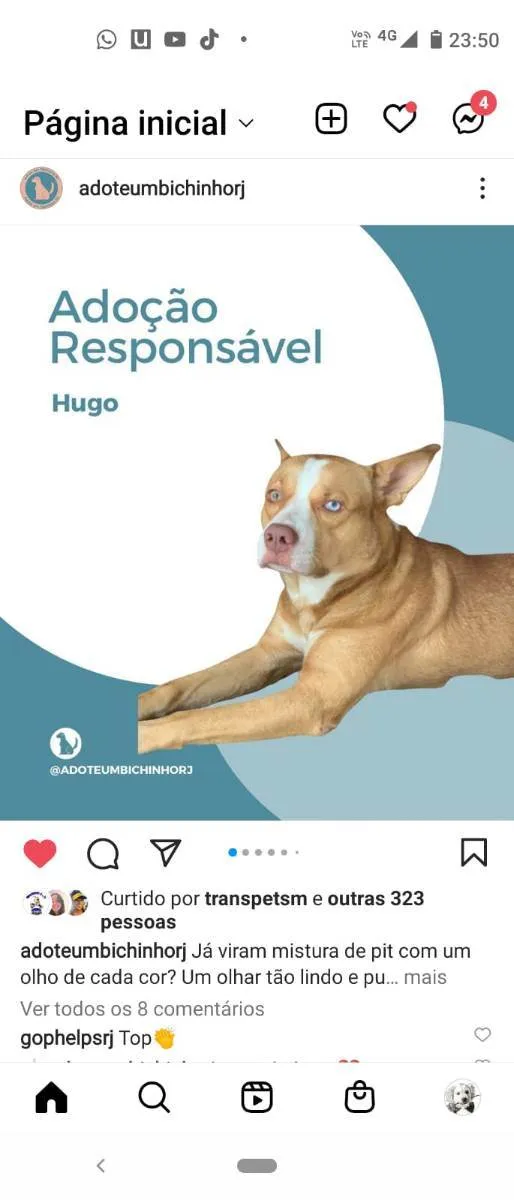 Cachorro ra a Pitbull idade 1 ano nome Hugo
