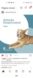 Hugo