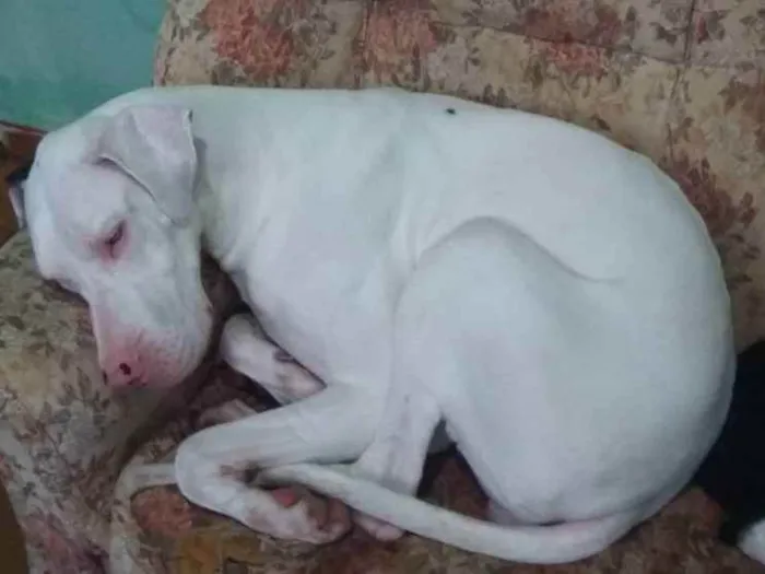 Cachorro ra a Dog Alemão idade 6 ou mais anos nome Nicsha