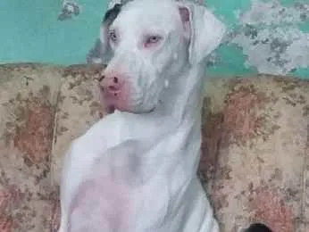 Cachorro ra a Dog Alemão idade 6 ou mais anos nome Nicsha