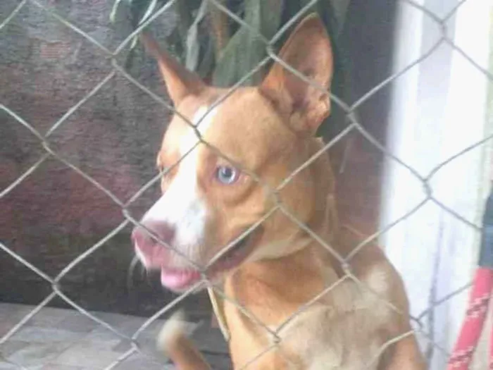 Cachorro ra a Pitbull idade 1 ano nome Hugo