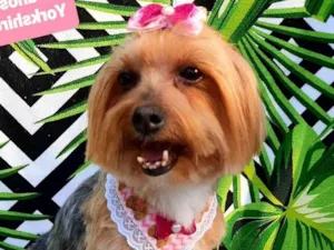 Cachorro raça Yorkshire  idade 6 ou mais anos nome Bibi
